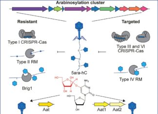 Новые модификации фаговой ДНК дают новую надежду на борьбу с устойчивыми к антибиотикам супербактериями