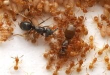 Паразитичні мурахи маніпулюють колоніями, підбурюючи до вбивства маток