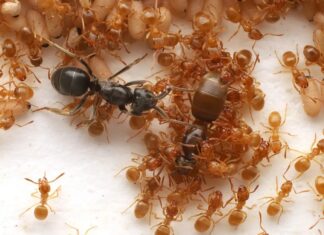 Parasitaire mieren manipuleren kolonies tot moedermoord