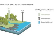 Викиди метану з мангрових лісів: підриває переваги блакитного вуглецю