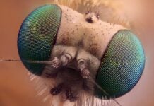 De blauwdruk van de natuur: waarom tegelpatronen de levende wereld domineren