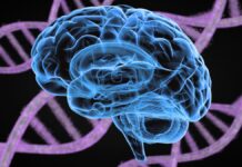 Psychiatrische stoornissen verbonden door gedeelde genetische oorsprong, vindt mijlpaalonderzoek