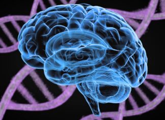 Psychiatrische stoornissen verbonden door gedeelde genetische oorsprong, vindt mijlpaalonderzoek