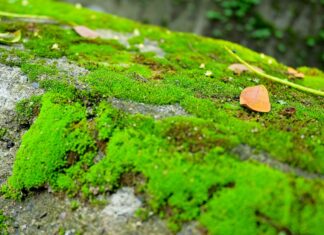 Vita oltre la Terra: organismi che prosperano nello spazio
