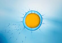 Оптимальний час для еякуляції: нове дослідження пов’язує інтервал утримання від успішного ЕКЗ