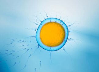 Waktu Sperma Optimal: Studi Baru Menghubungkan Waktu Ejakulasi dengan Keberhasilan IVF