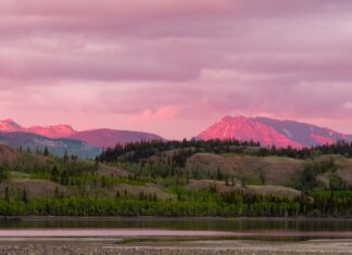 Wiederaufforstung in Kanada: Eine mögliche Klimalösung und ihre Grenzen