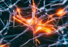 Деякі клітини мозку протистоять деменції, і вчені нарешті знають чому