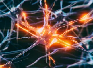 Některé mozkové buňky jsou odolné vůči demenci: vědci identifikovali ochranné mechanismy