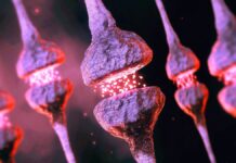 Il fallimento dello “smaltimento dei rifiuti” del cervello è legato all’aumento del rischio di Alzheimer