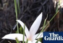 Natal Crocus: Рослина, що використовує вогонь, бджіл і мурах для процвітання