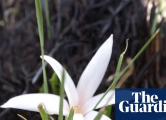 Natal Crocus : une plante qui utilise le feu, les abeilles et les fourmis pour prospérer