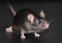 Клонування Накопичує Мутації: Довгострокове Дослідження Розкриває Несподівані Ризики