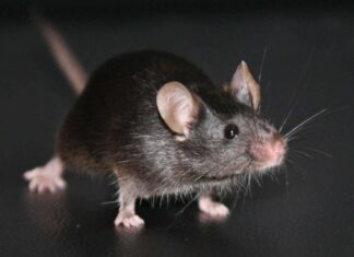 Cloning Accumulates Mutations: Long-Term Study Reveals Unexpected Risks