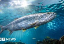 Риби, що мігрують Стоять на Грані Зникнення: ООН Закликає до Термінового Захисту