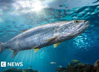 Wanderfische stehen vor Zusammenbruch: UN ruft zu dringendem Schutz auf