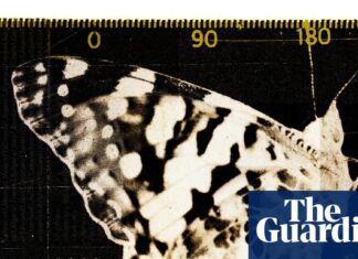 Le autostrade invisibili: svelare i misteri della migrazione degli insetti