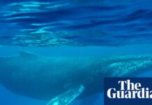 Десятиліттями Забута Пісня Кітов Розкриває Тихий Океан у минулому