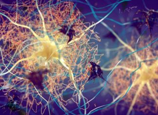 Enfermedad de Alzheimer: una nueva investigación vincula la inflamación en órganos distantes con el deterioro del cerebro