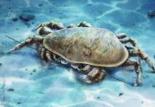 Стародавній Ракоподібний з Потужними Щелепами Виявлено в Китаї