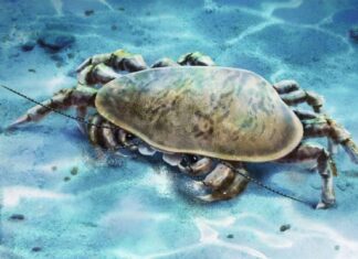 Un ancien crustacé aux mâchoires puissantes découvert en Chine