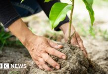 Рада Стаффордширських Мурлендс фінансує місцеві кліматичні проекти