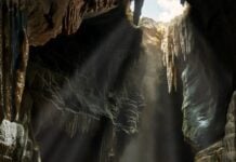 Wie ein 289 Millionen Jahre altes Fossil die Geschichte des terrestrischen Lebens neu schreibt