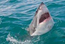 Висока ціна хижацтва: чому потепління океану загрожує морським гігантам