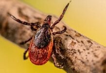 A New Frontier in Lyme Disease Defense: Promising Vaccine Results
