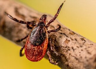 Nowe granice w ochronie przed boreliozą: obiecujące wyniki szczepionek