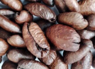 Più di una sferzata di caffeina: come il caffè rimodella la connessione intestino-cervello