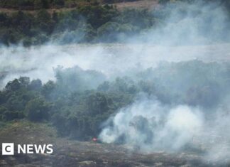 La perdita di foreste tropicali rallenta, ma le minacce climatiche incombono