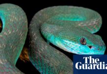 Дилема Змії: математична загадка геометрії та втечі