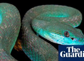The Serpent’s Dilemma: A Mathematical Riddle of Geometry and Escape