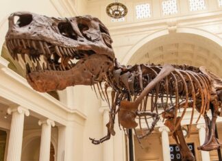 Le problème du bras du T. rex n’est pas un mystère. C’est un compromis.