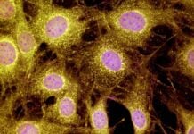Мыши отрастили пальцы: прорыв в регенерации конечностей млекопитающих