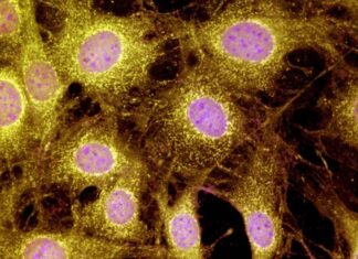 Mice Regrow Toes: A Breakthrough in Mammalian Limb Repair