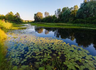 Why Wetlands Matter: A Glossary of Essential Ecological Terms