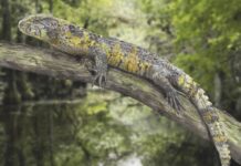 У Франції знайшли скам’янілість ящірки-крокодила віком 83 мільйони років