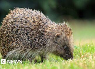 Espacio, silicio y picos