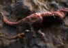 Tyrannosaurier waren auch Aasfresser: Neue Studie enthüllt kannibalische Gewohnheiten