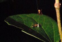 Die Ballistenspinne: Eine Regenwaldfalle für eine Ameise
