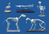 Superworms vs. Dermestid Beetles: The New Standard for Museum Skeleton Cleaning