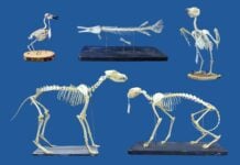 Superworms vs. Dermestid Beetles: The New Standard for Museum Skeleton Cleaning