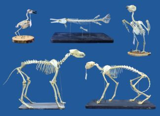 Supergusanos versus escarabajos derméstidos: el nuevo estándar para la limpieza de esqueletos de museos