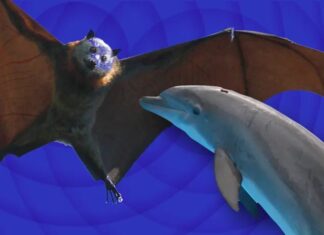 Por qué los murciélagos son superiores a los delfines en ecolocalización